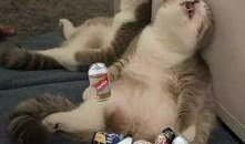 累充宠物最新爆料,最新爆料揭示神秘宠物背后的秘密